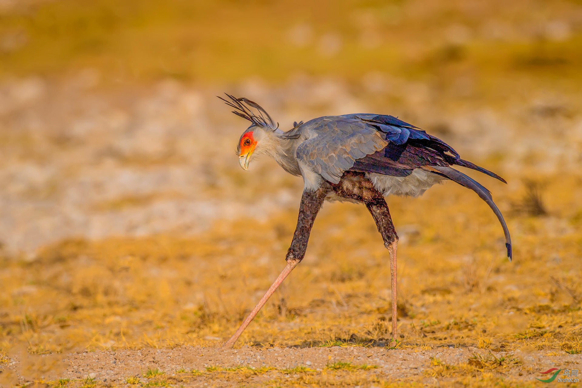 蛇鹫(祝贺首页精华!