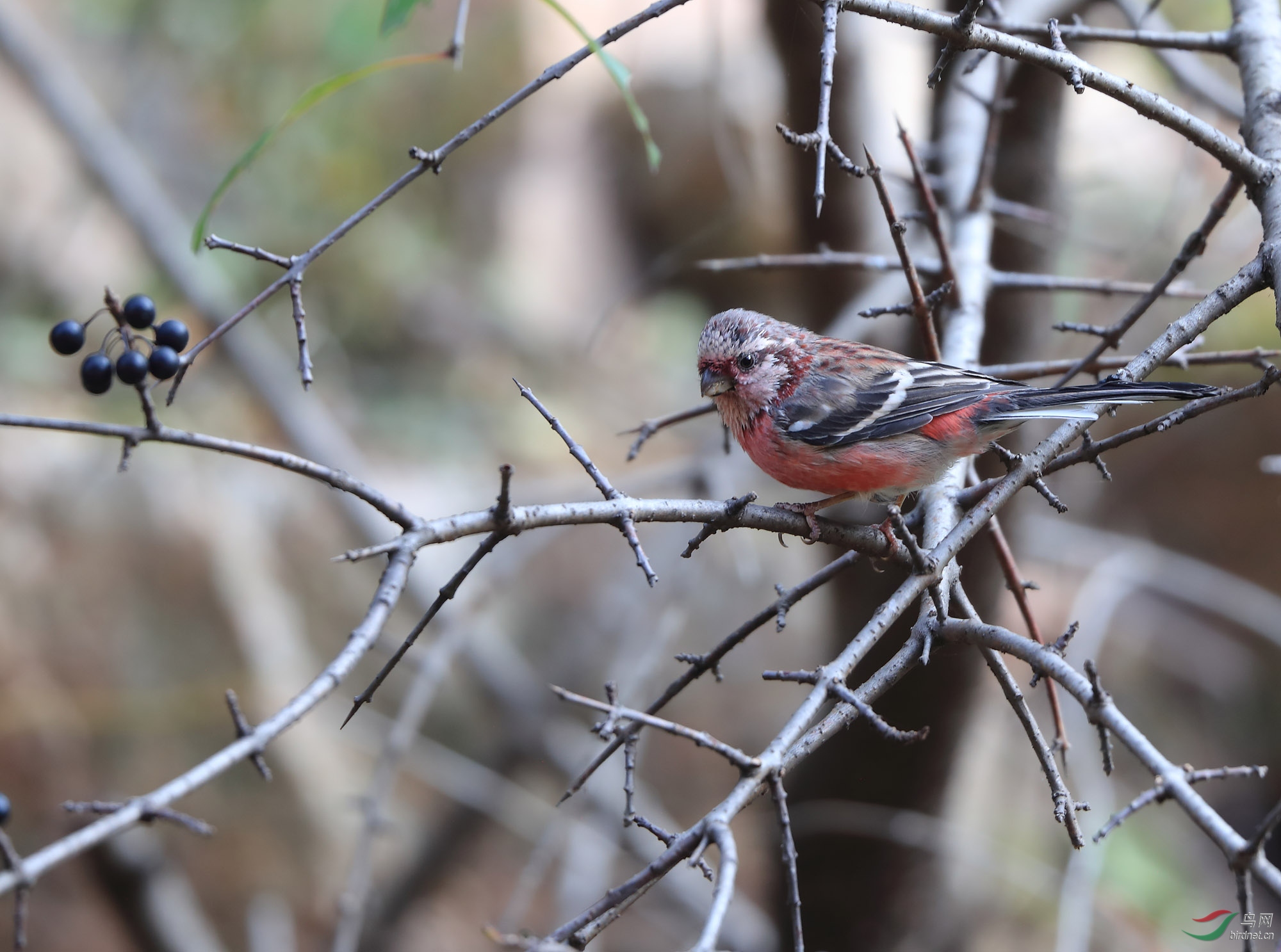太行山脉第十九种野生鸟太行山鸟019长尾雀