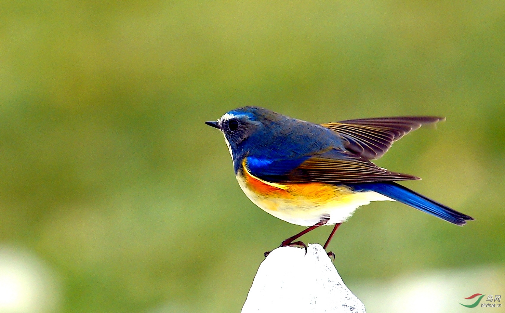 红胁蓝尾鸲 - 皇城根拍鸟e族 鸟网