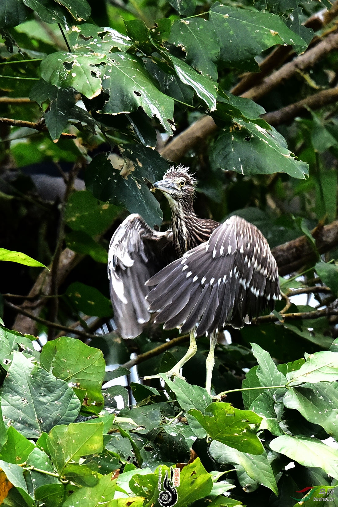 DSC_3937.JPG