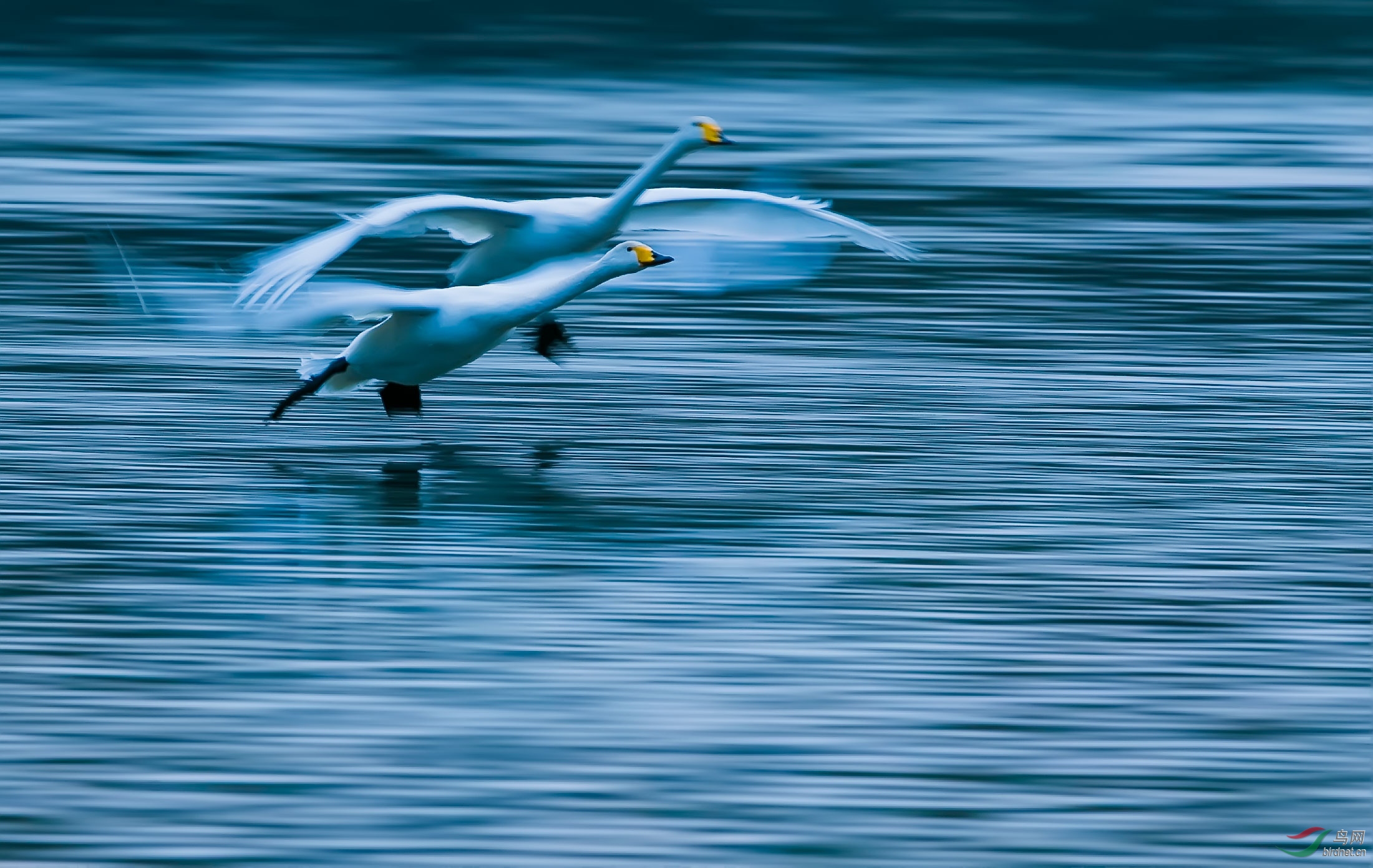 散发客:【朝中措】· 天鹅湖畔咏天鹅