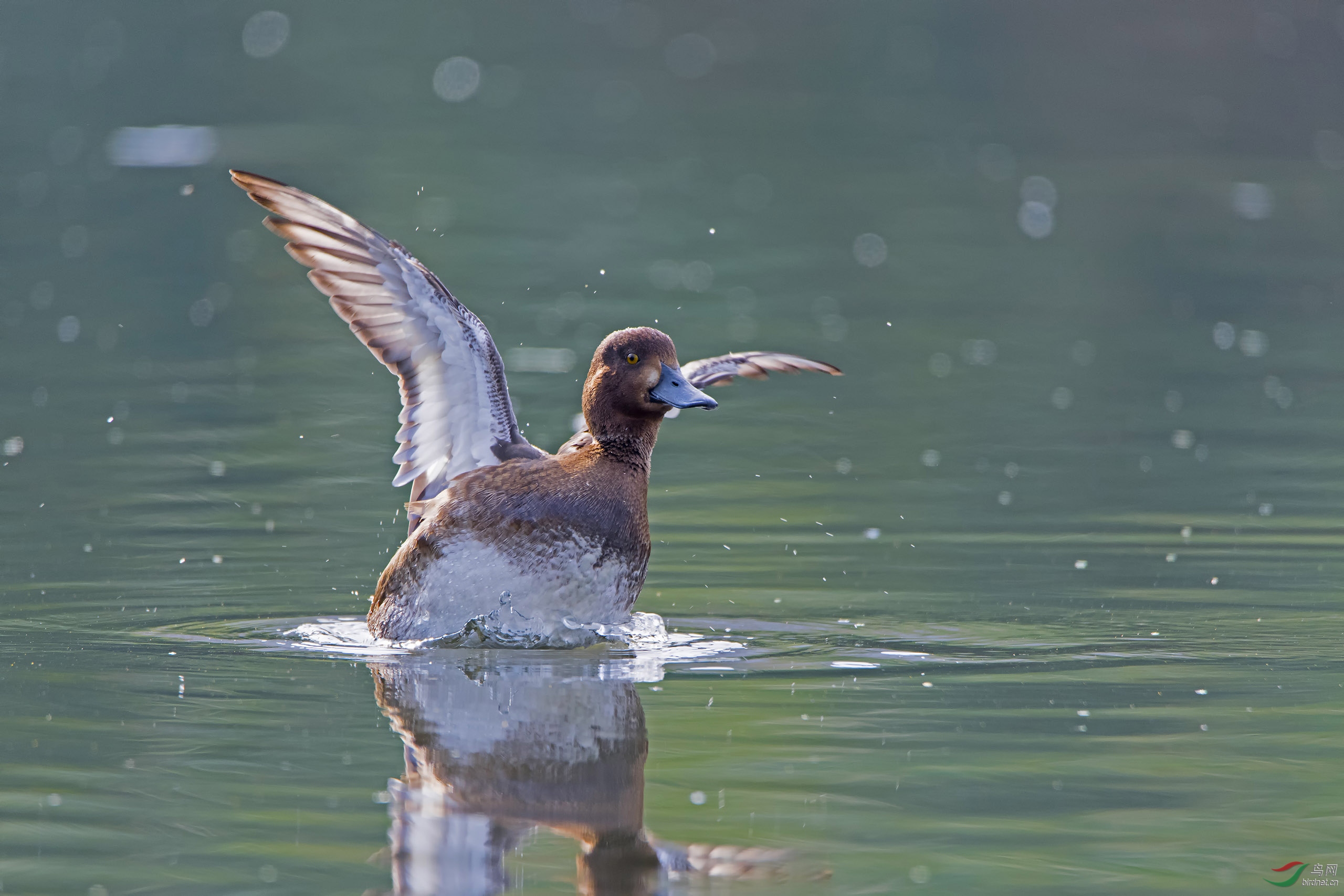 大帅鸭 斑背潜鸭 - 河北版 hebei鸟网