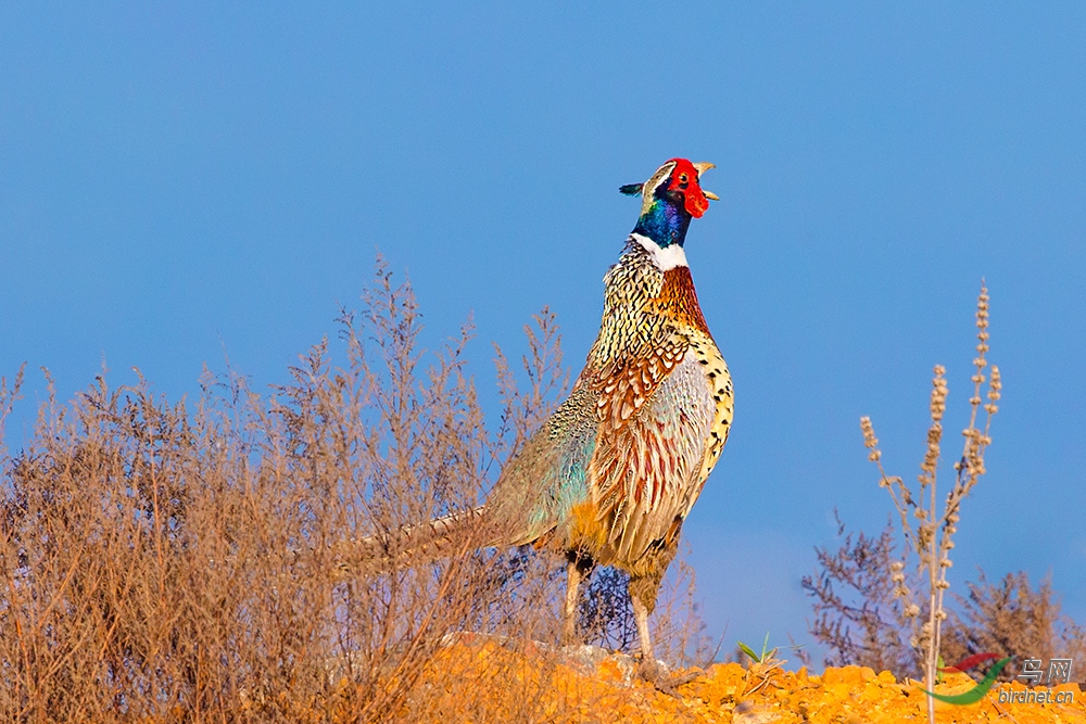 《雄鸡报晓》—— 环颈雉