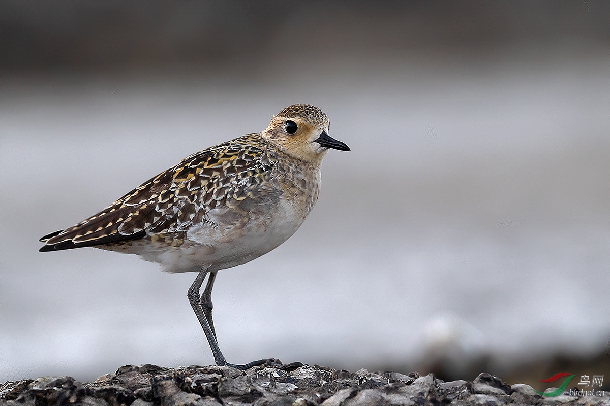 金斑鸻 - 尼康专栏鸟网