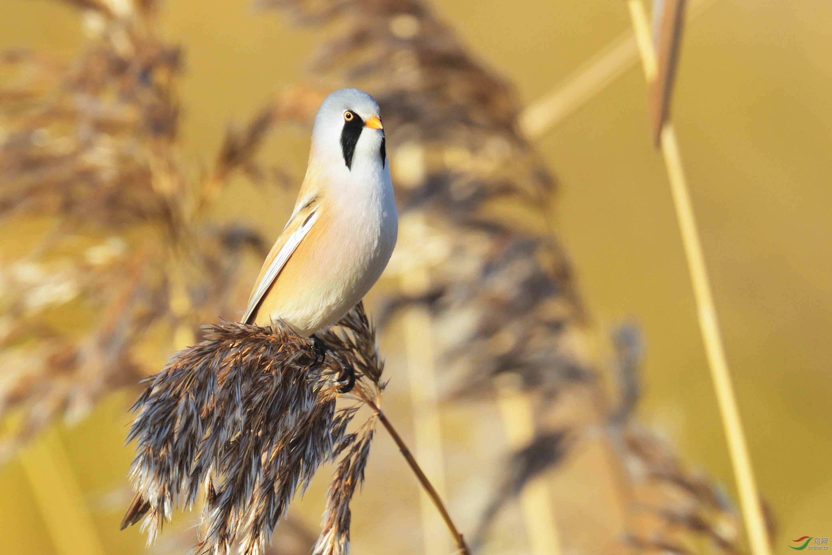翘首以盼 - 皇城根拍鸟e族 鸟网