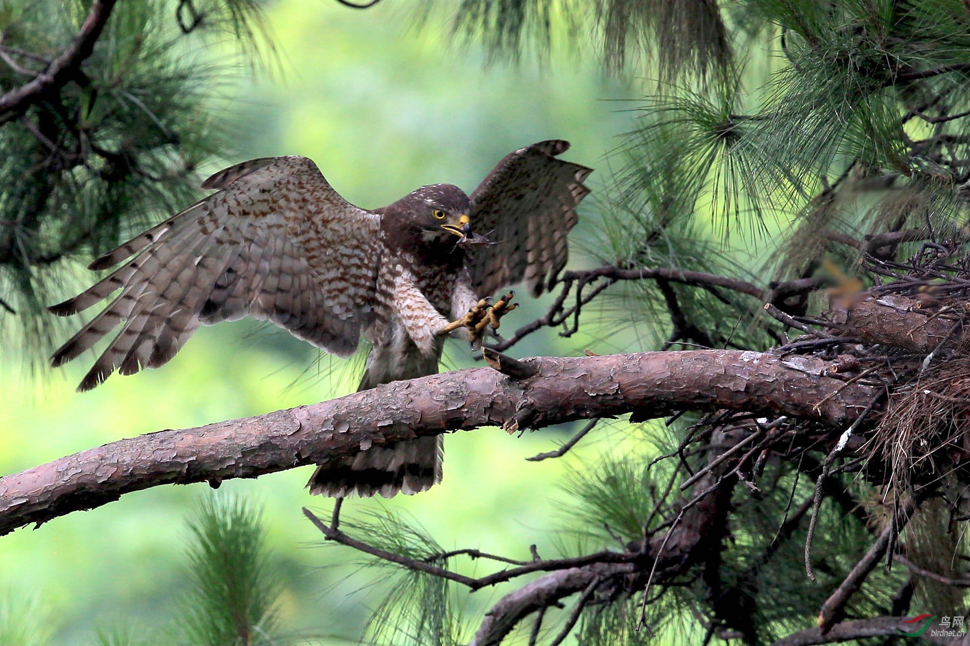 灰脸鵟鹰 - 海南版 hainan 鸟网