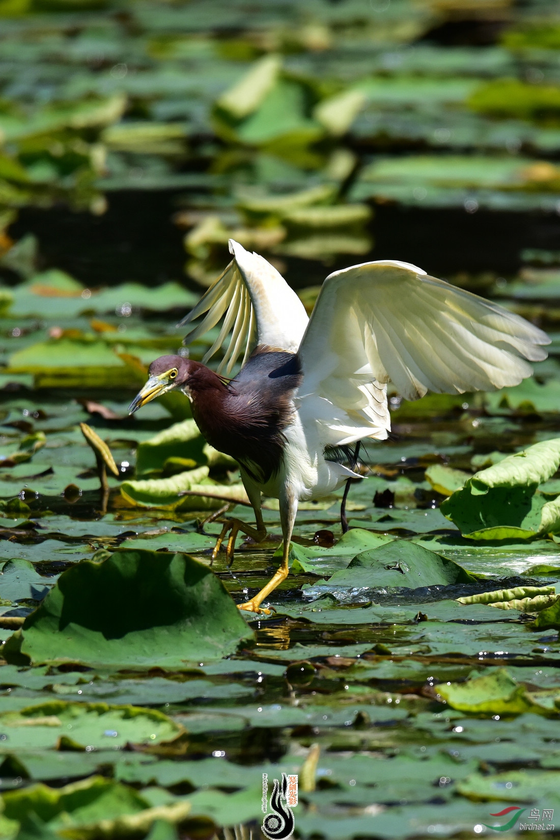 DSC_4437.JPG