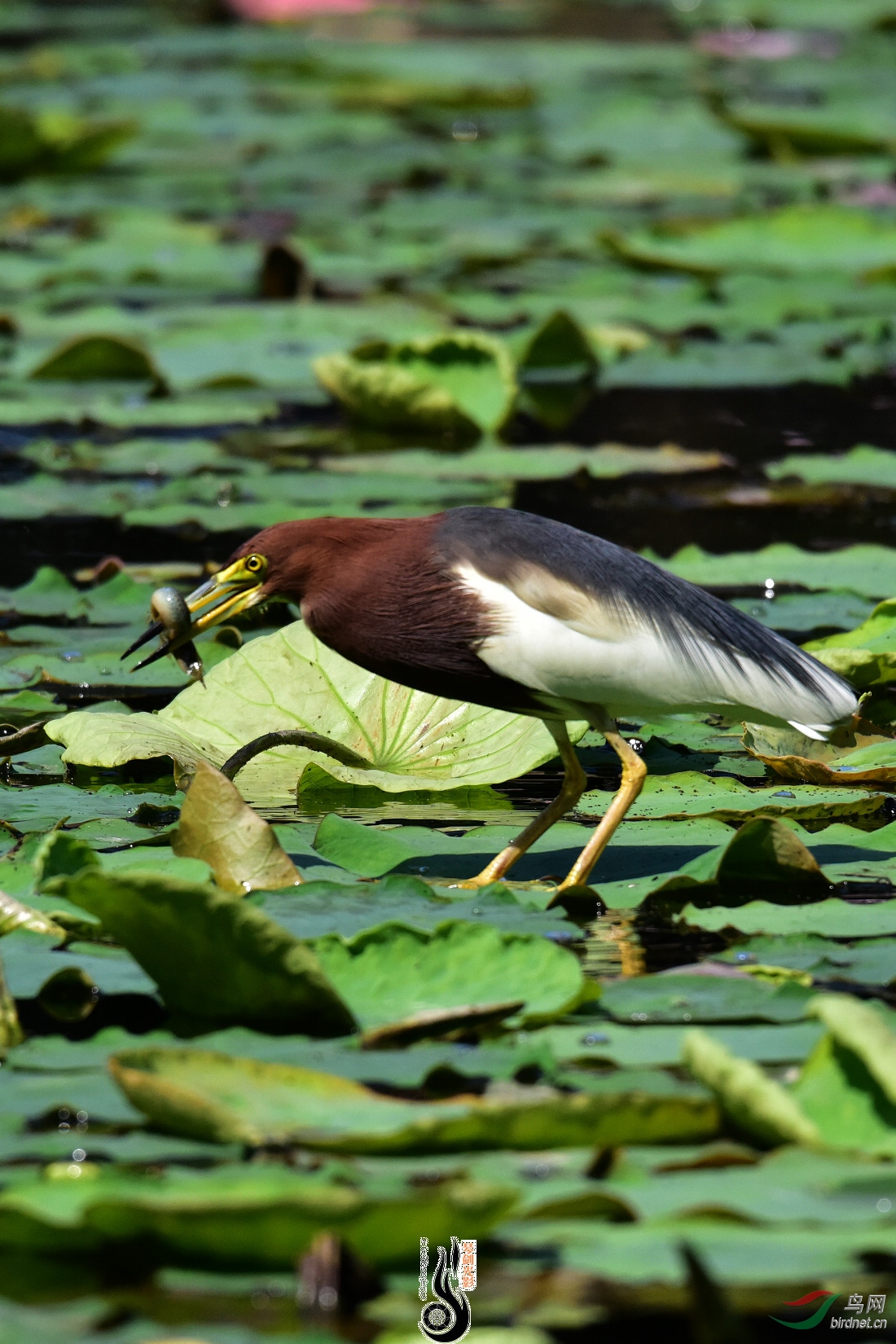 DSC_4669.JPG