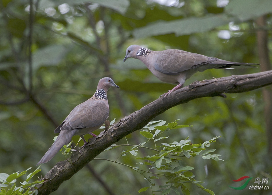 山班鳩