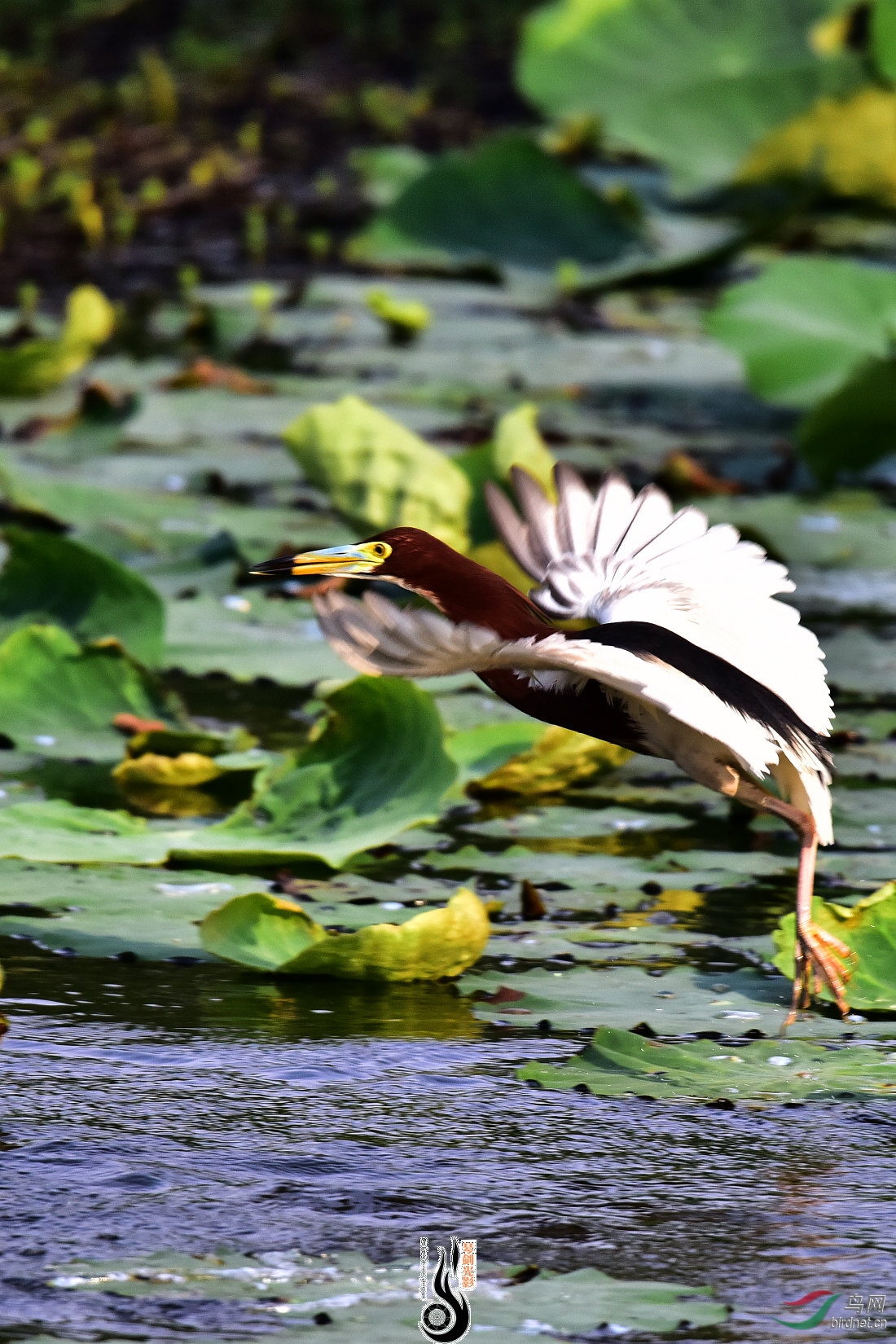 DSC_4683.JPG