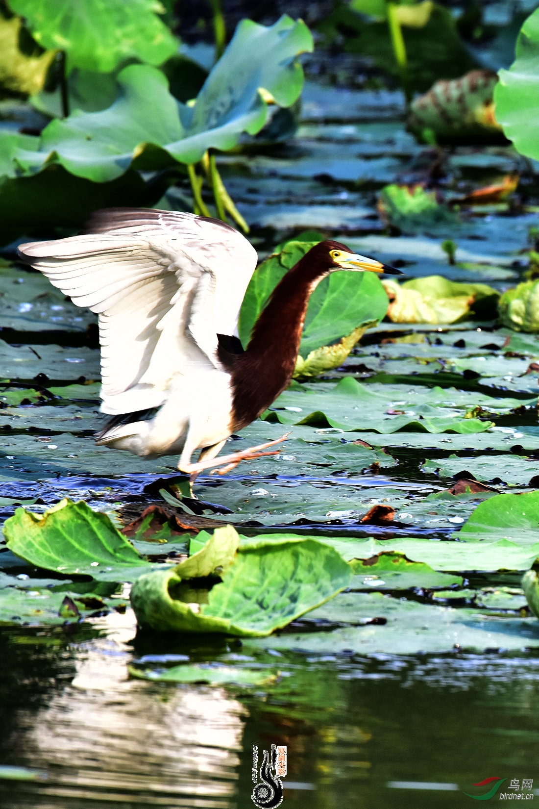 DSC_4686.JPG