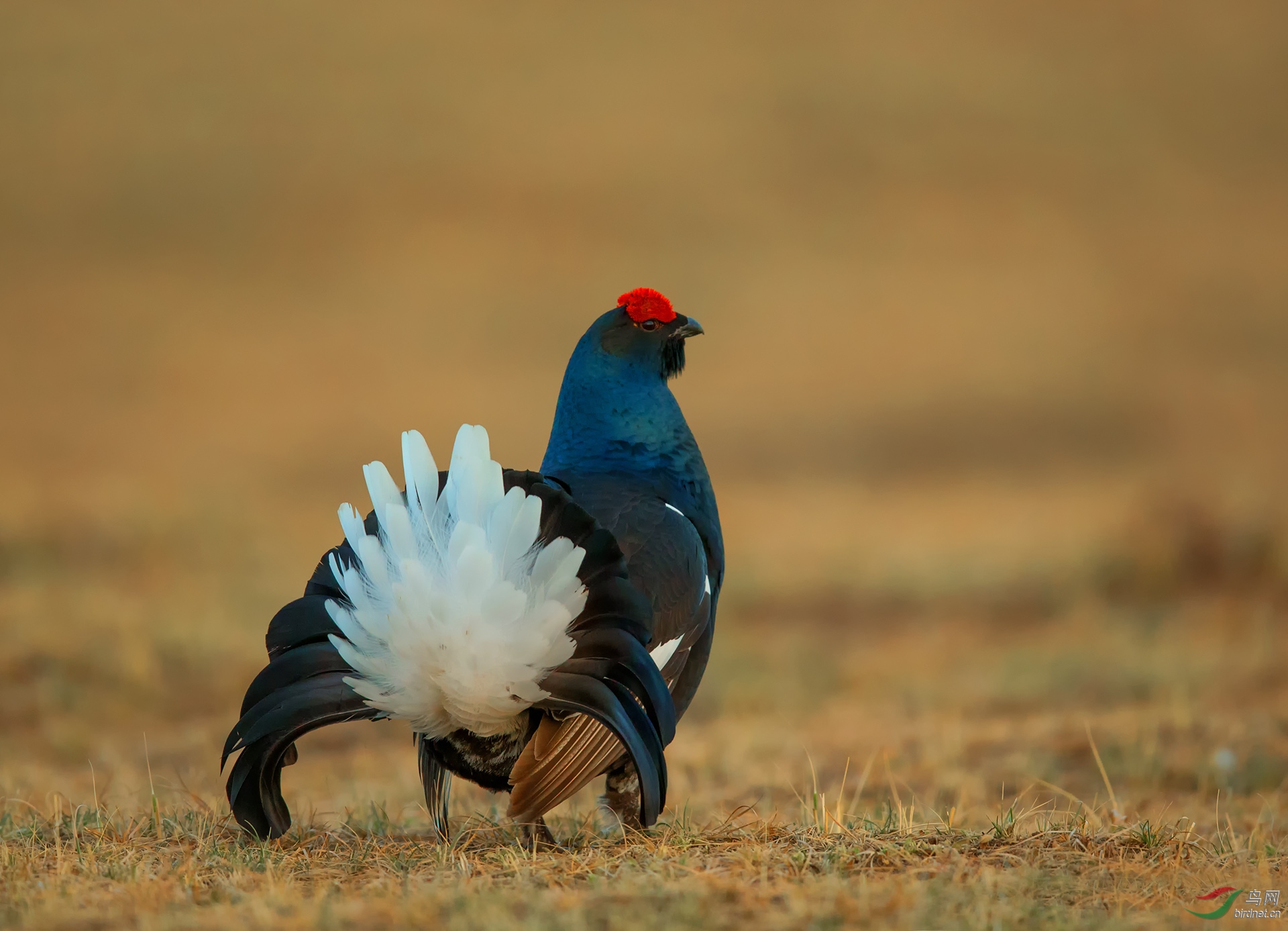 黑琴鸡的风采 — 周末愉快