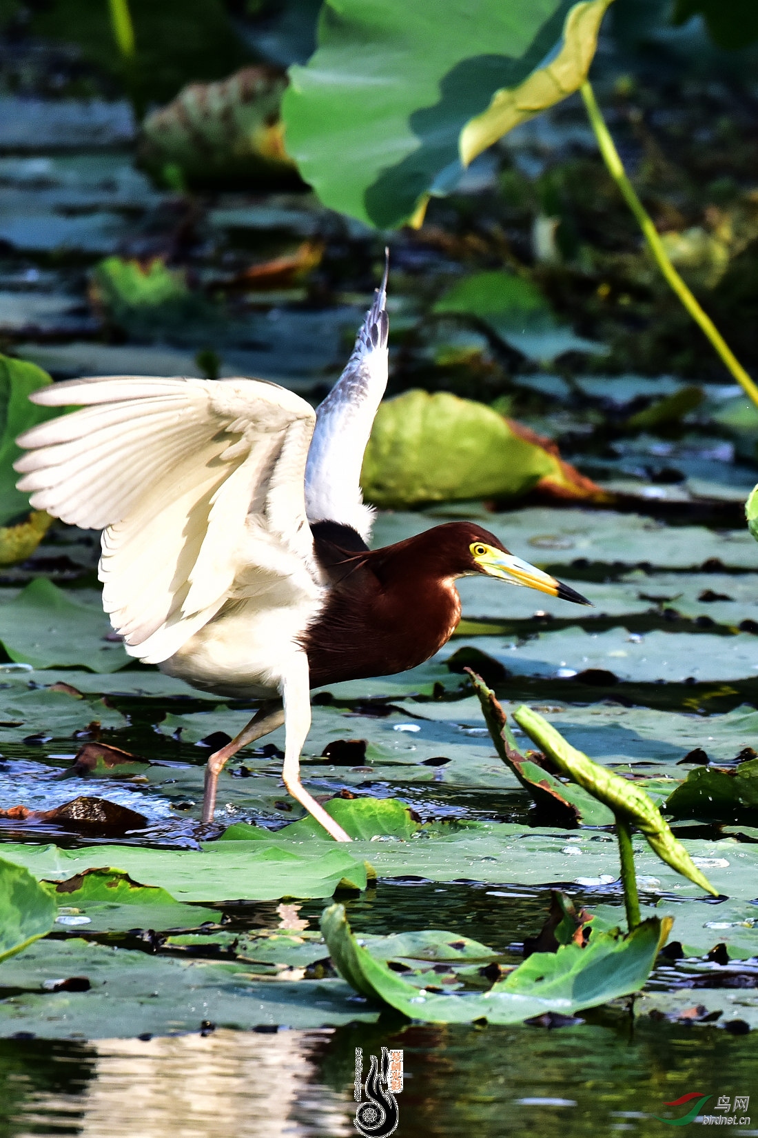 DSC_4687.jpg