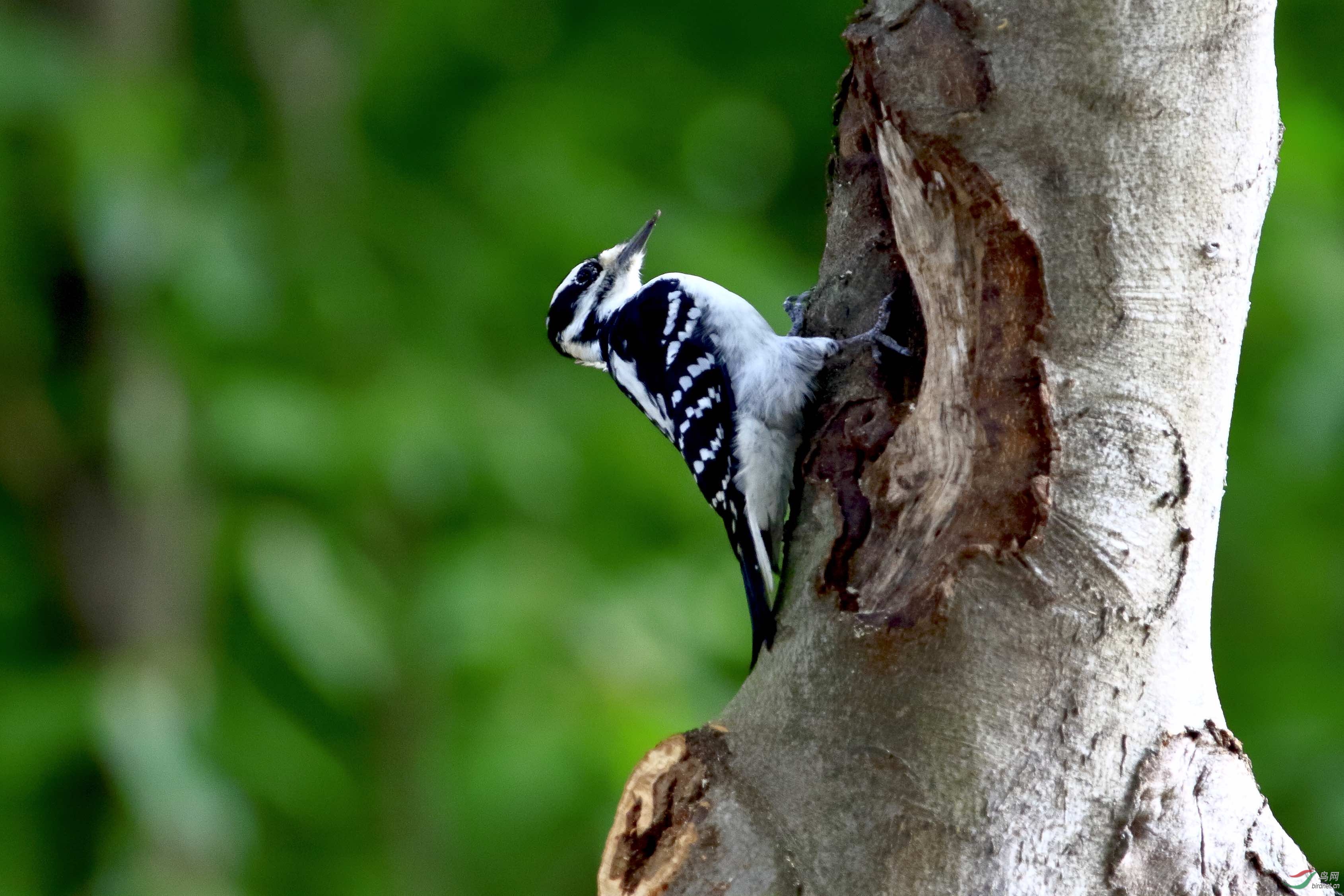 [林鸟] 抬头望---绒啄木鸟