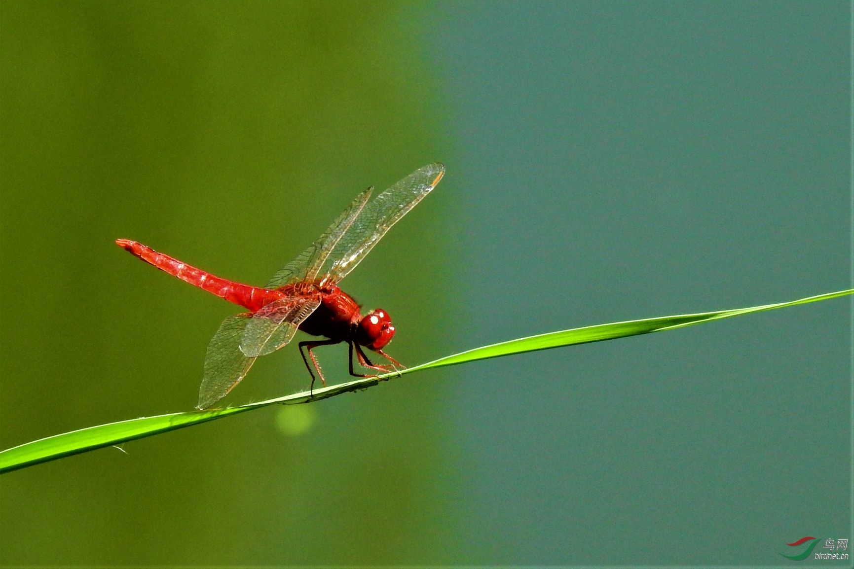 红蜻蜓