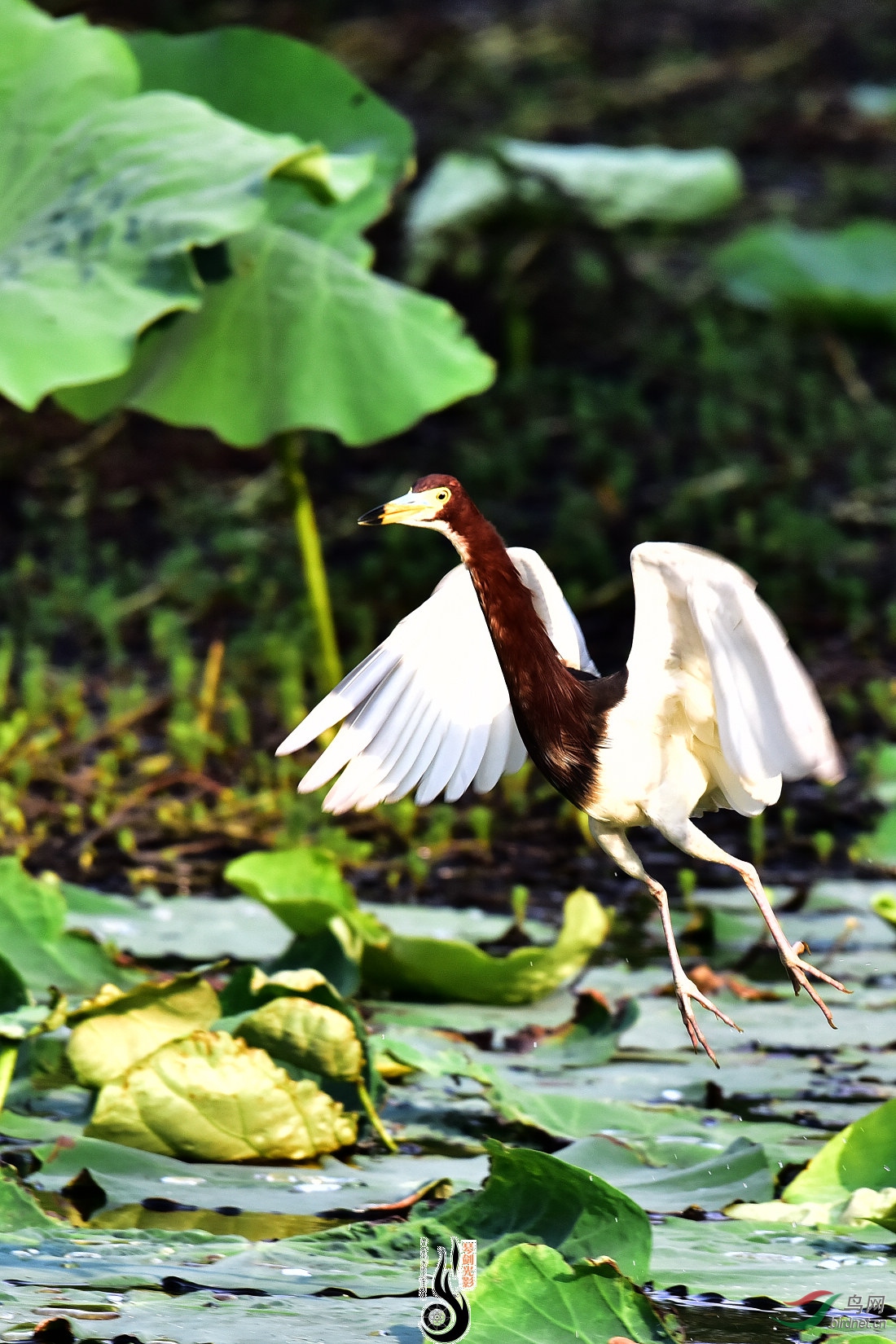 DSC_4721.JPG