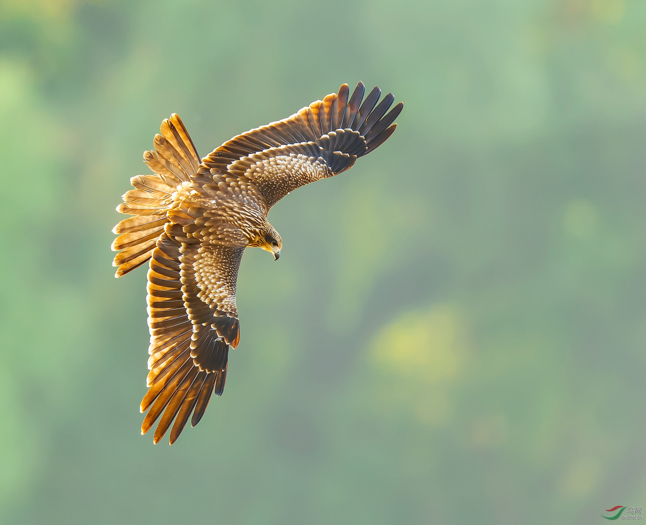 猛禽鹞子翻身恭贺首页精华