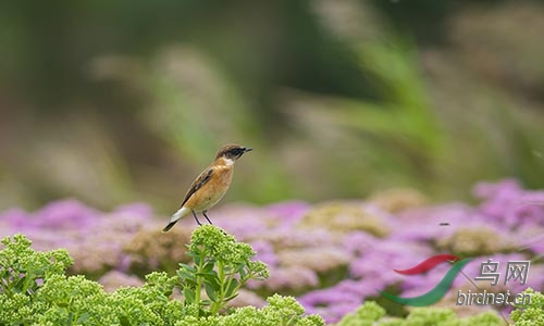 AM3T9781.jpg