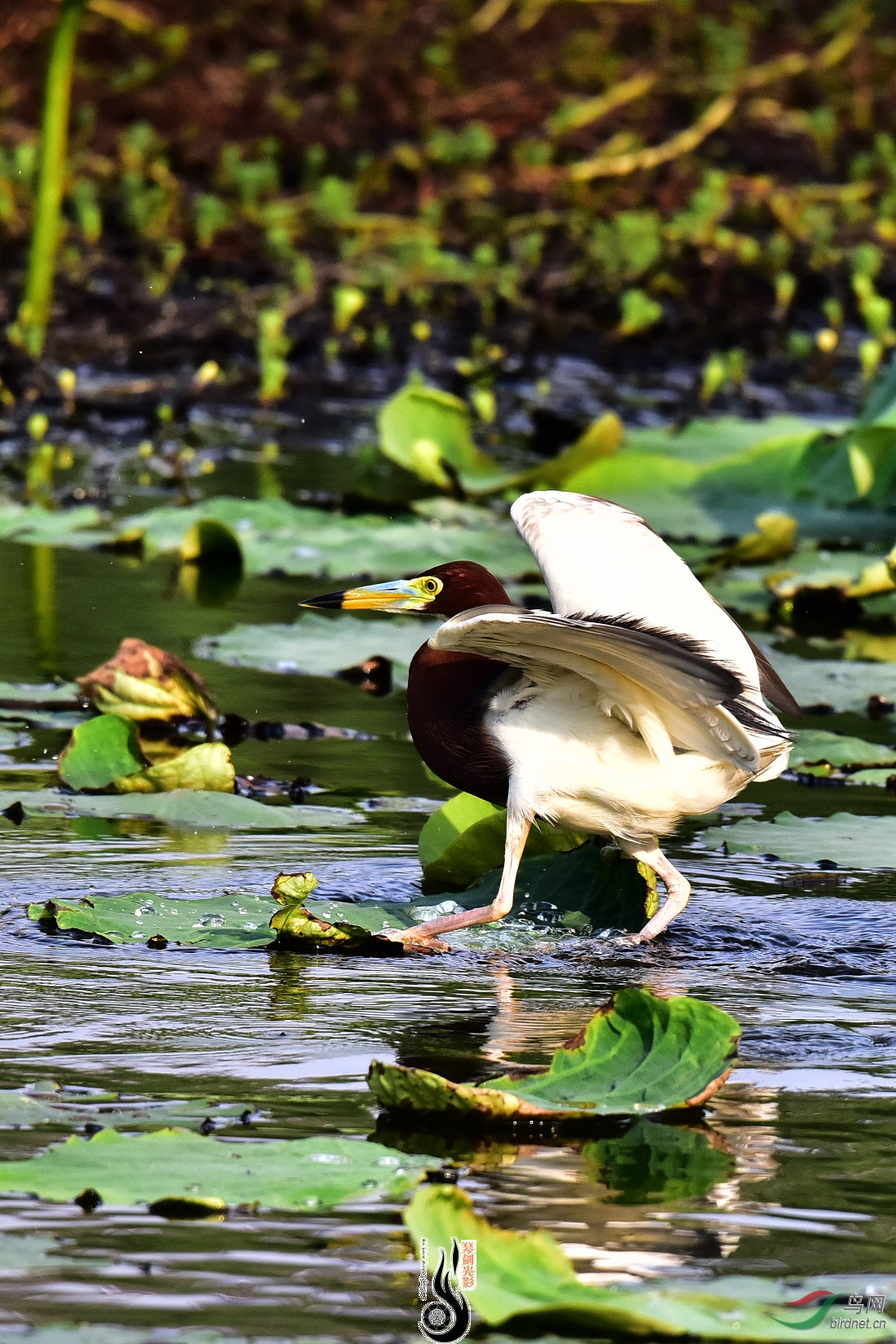 DSC_4727.JPG