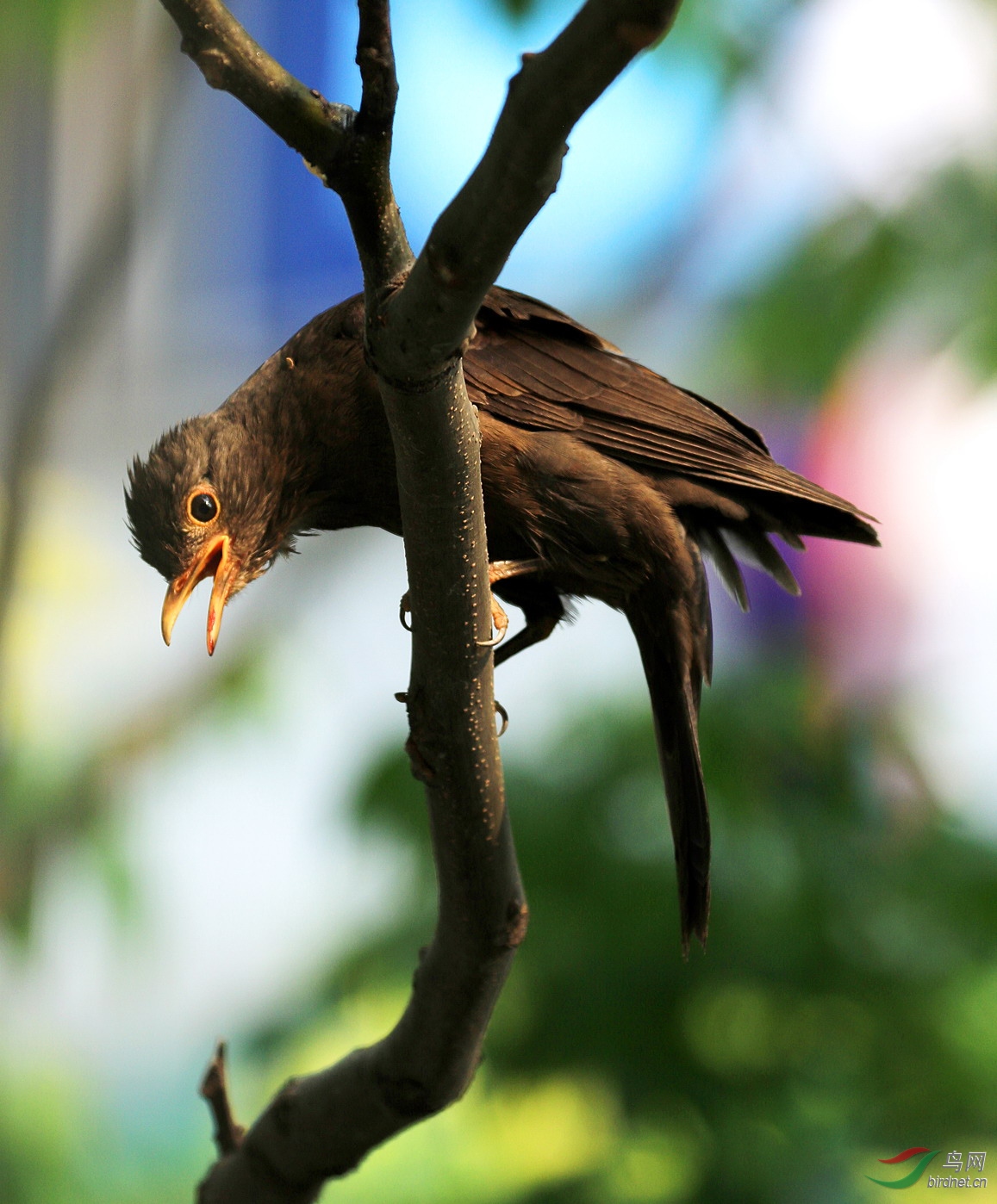 乌鸫哺育期的雌性亲鸟