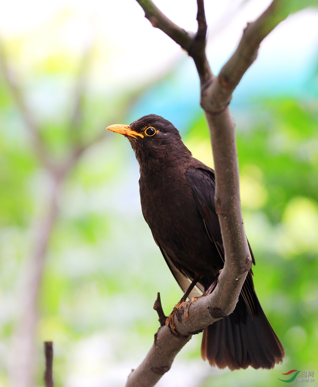 小心谨慎守家园