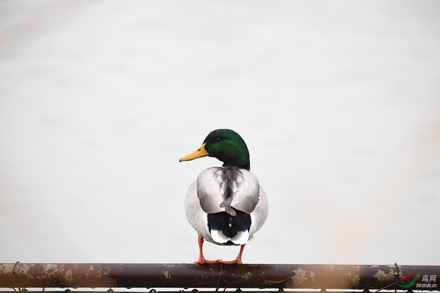 DSC_0663.jpg