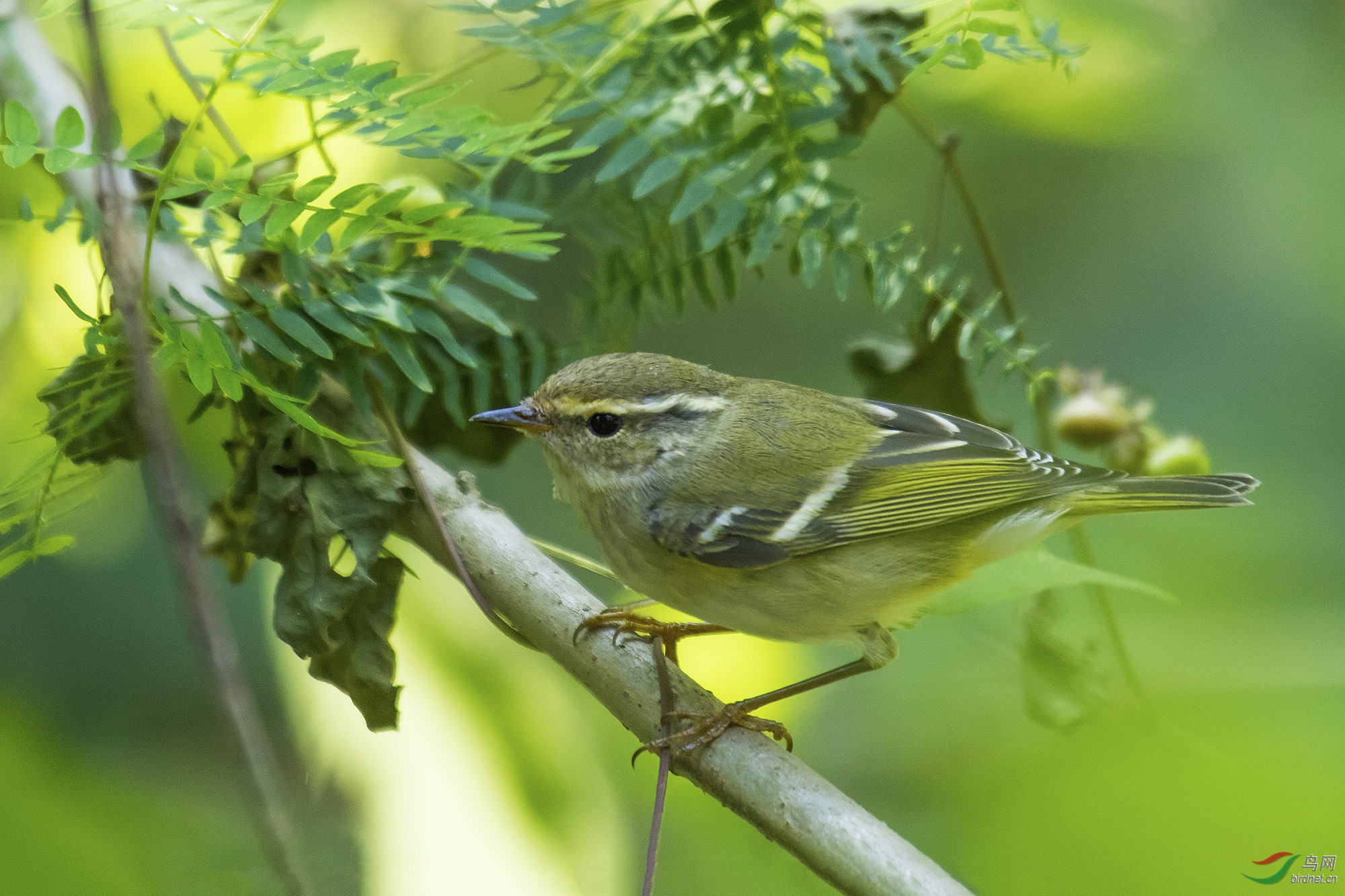 身边的鸟(灰喉柳莺)