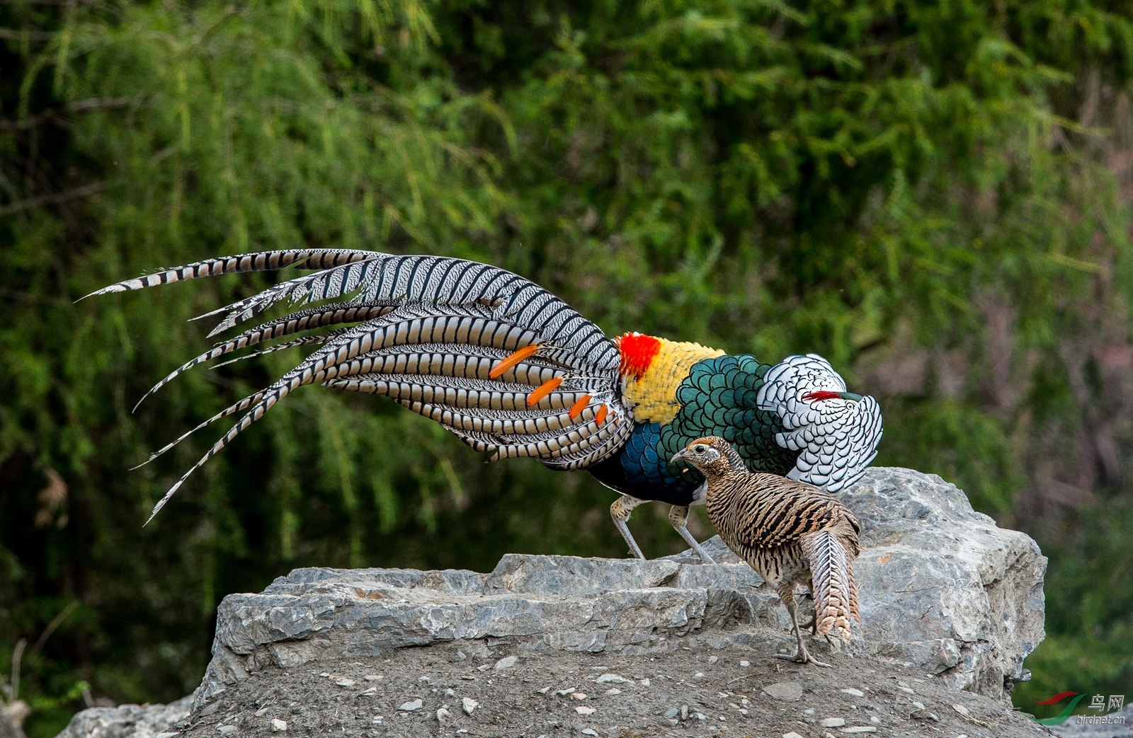 白腹锦鸡 (7)_副本.jpg