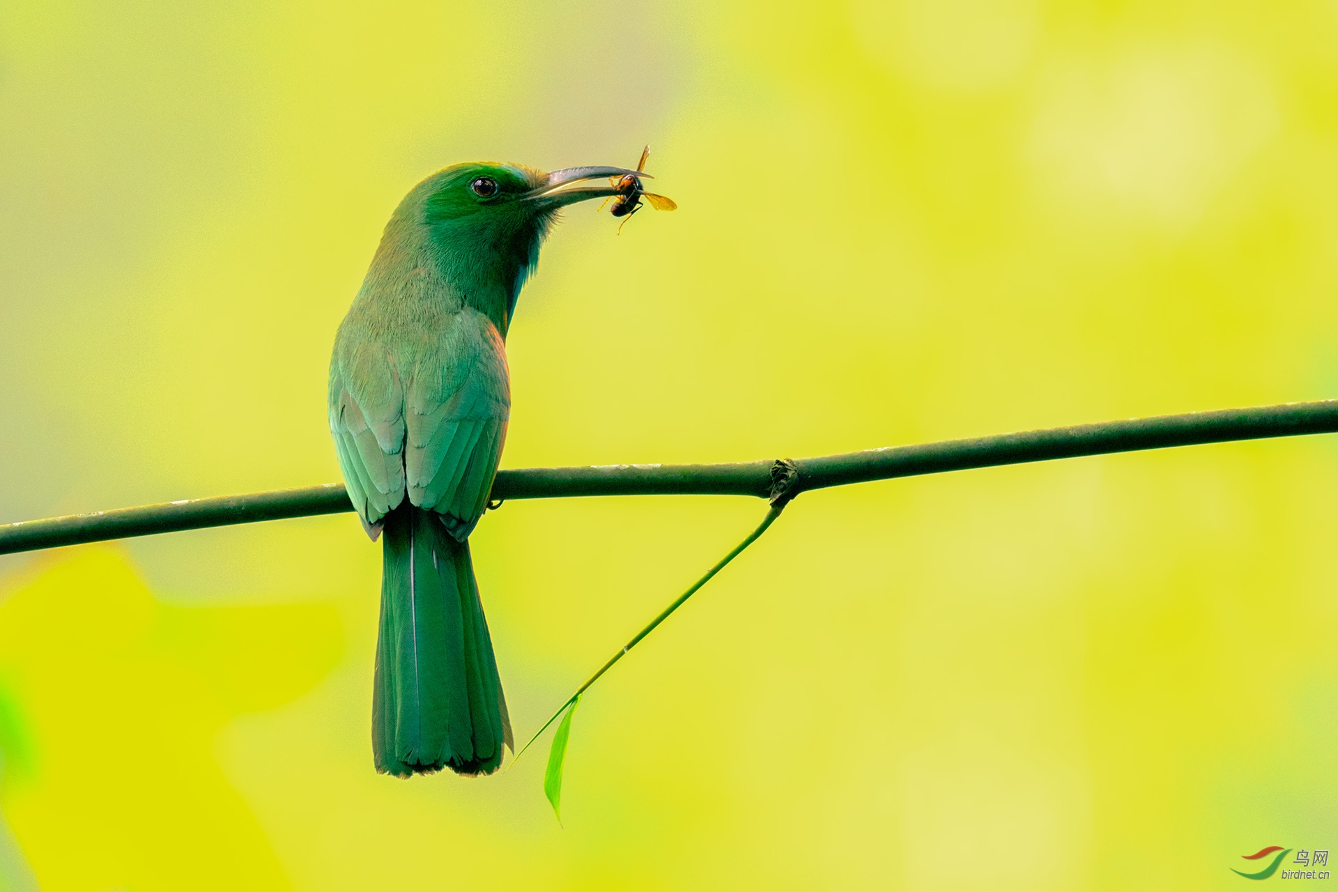 蓝须夜蜂虎(祝贺老师的佳作荣获鸟类精华) - 西藏版 xizang 鸟网