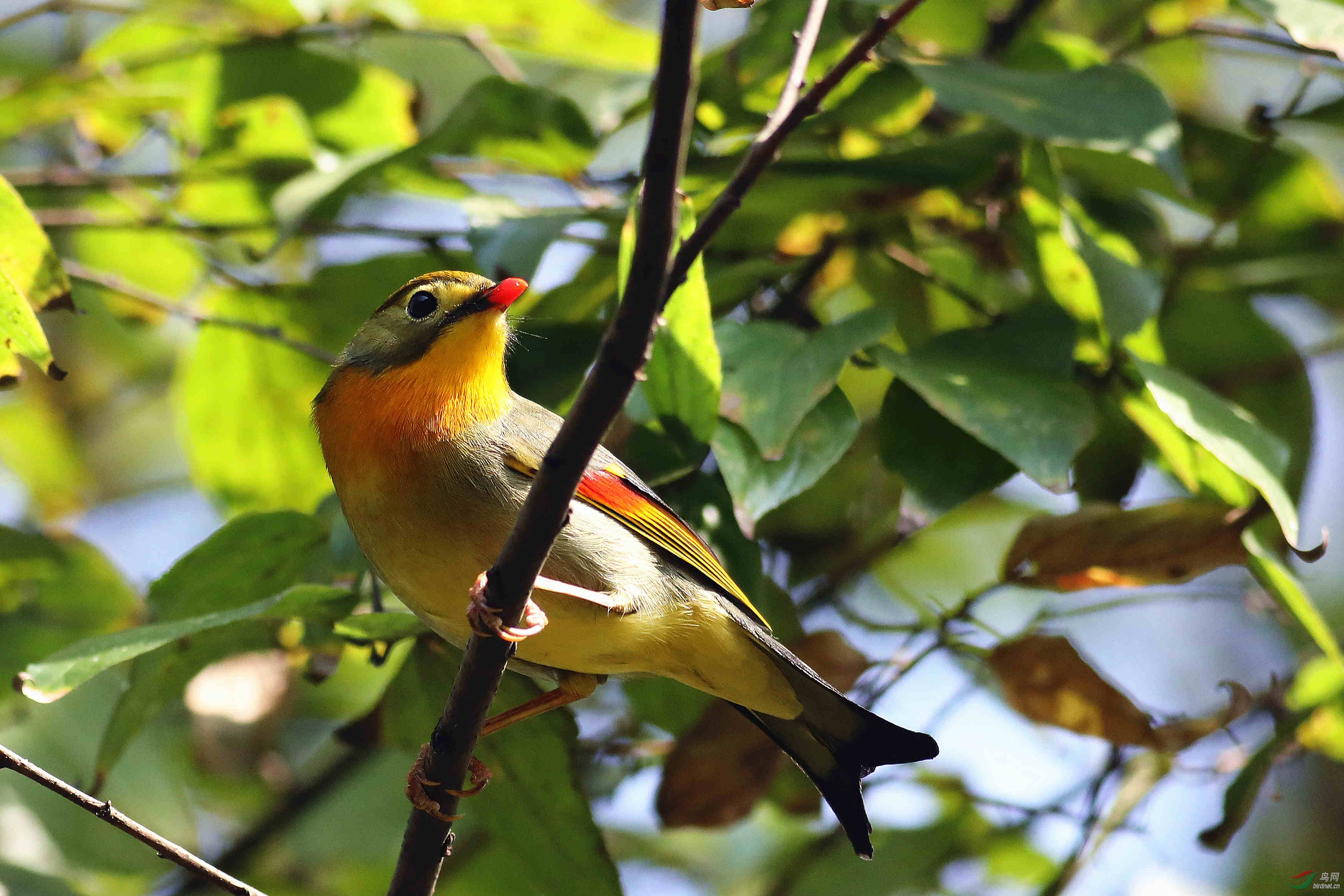 紅嘴相思鳥