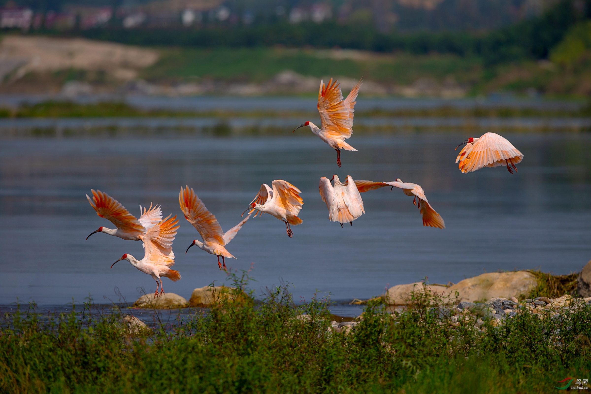 《美丽汉江边》朱鹮