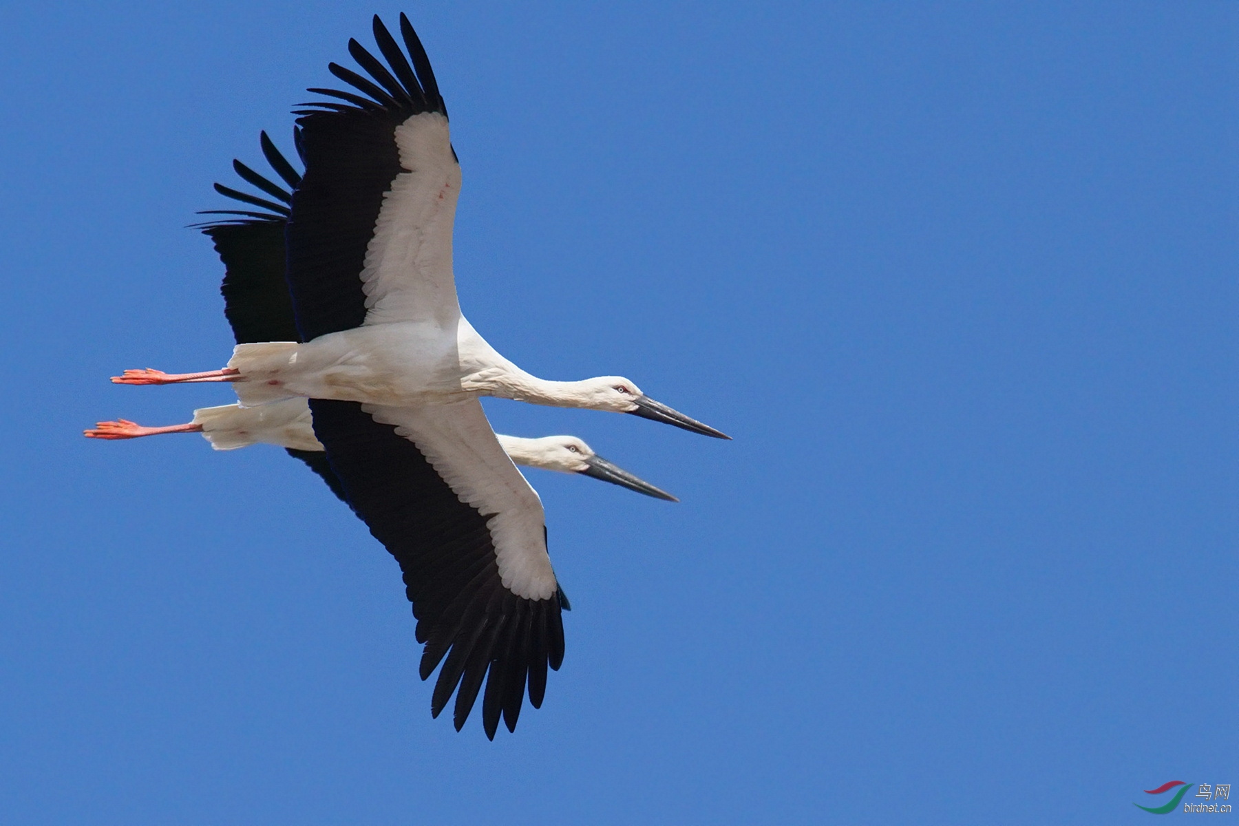 两只白鹳呼啸而过