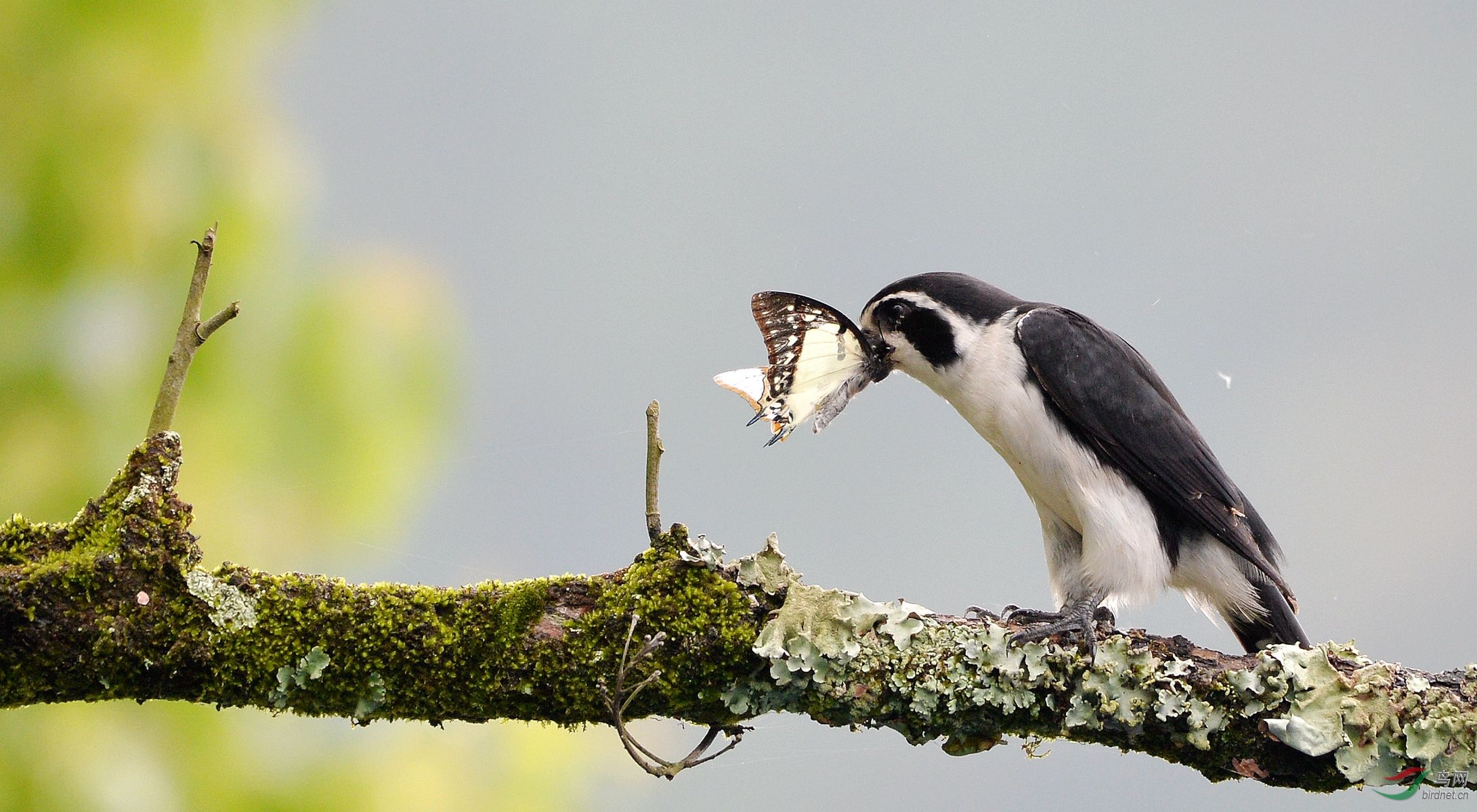 早起的鸟儿有蝴蝶吃