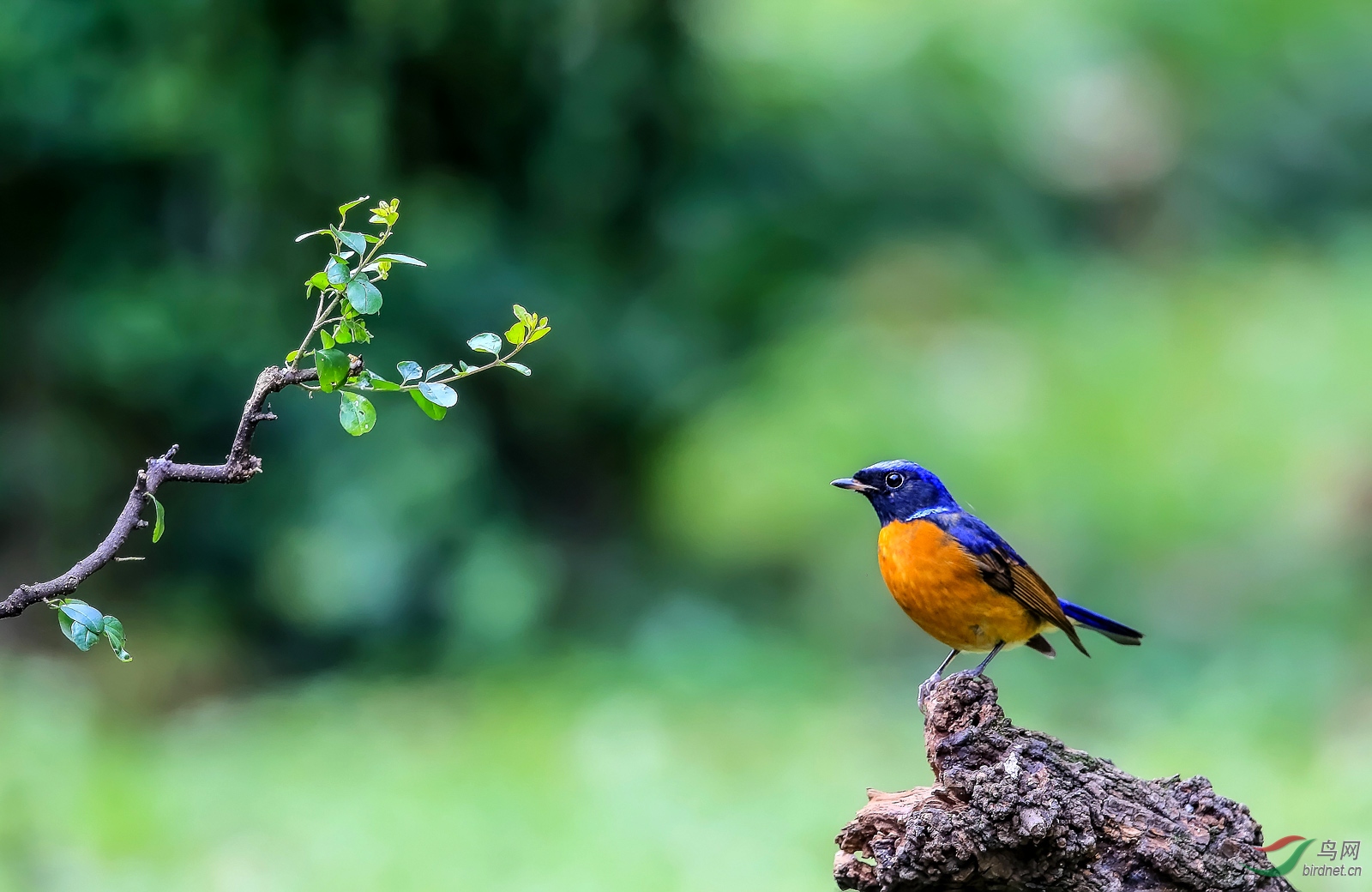 绿色之恋(棕腹大仙鹟)