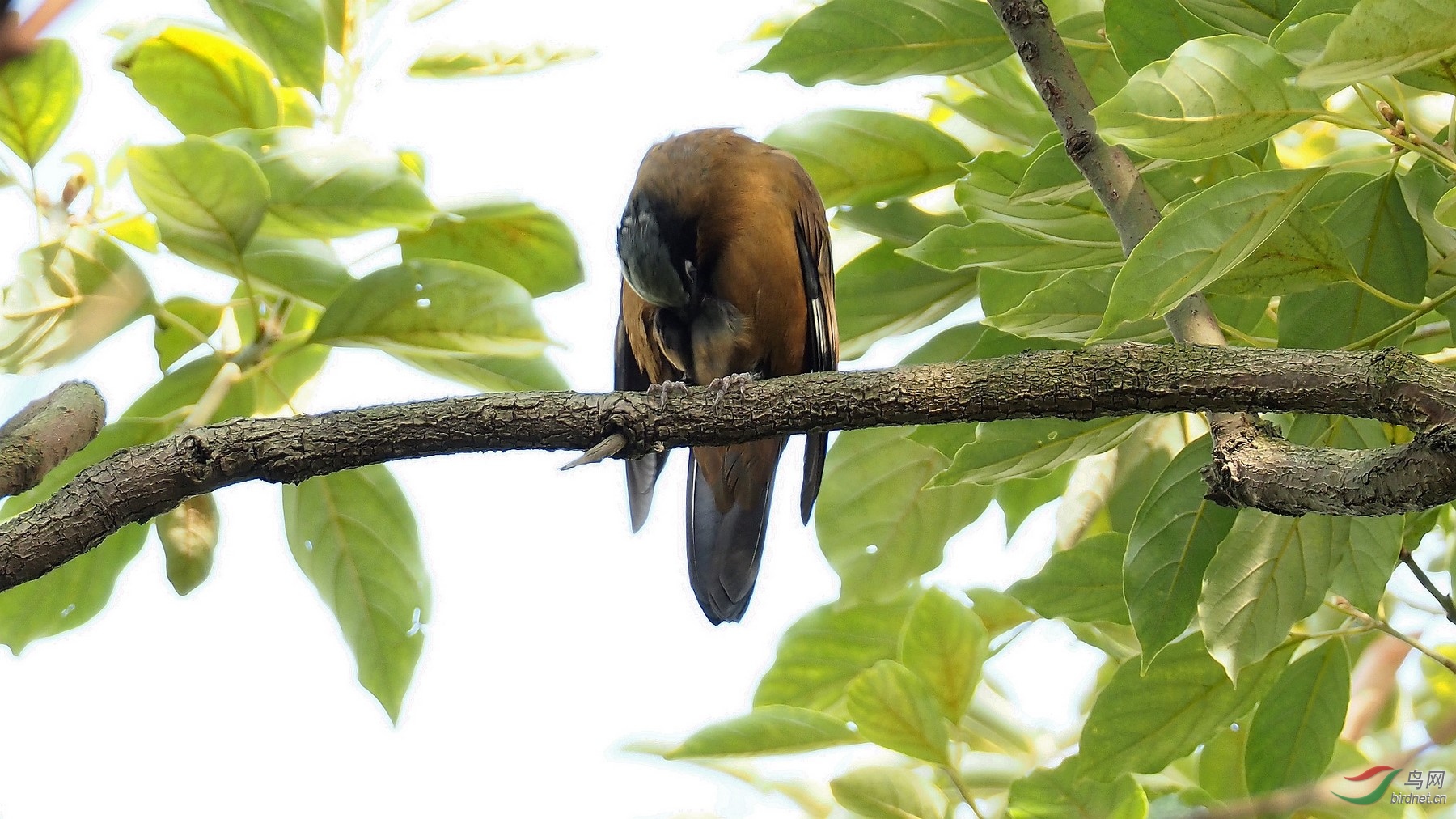 罕见的林鸟——紫宽嘴鸫雌鸟!