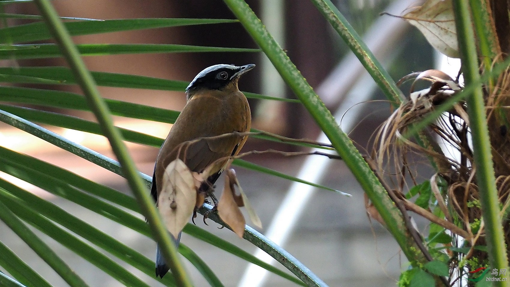罕见的林鸟——紫宽嘴鸫雌鸟!
