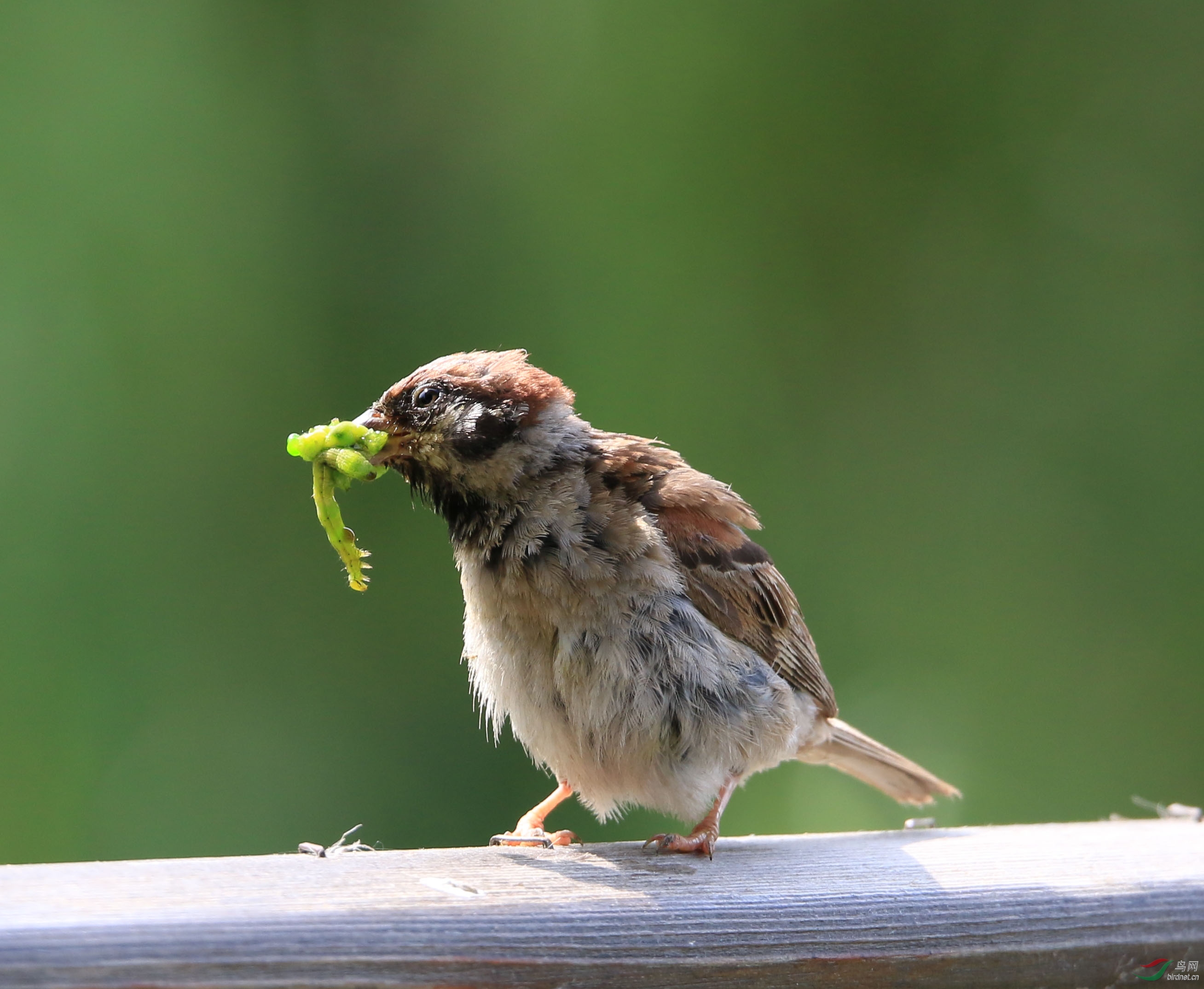 一组捕食后的麻雀(直接出片)