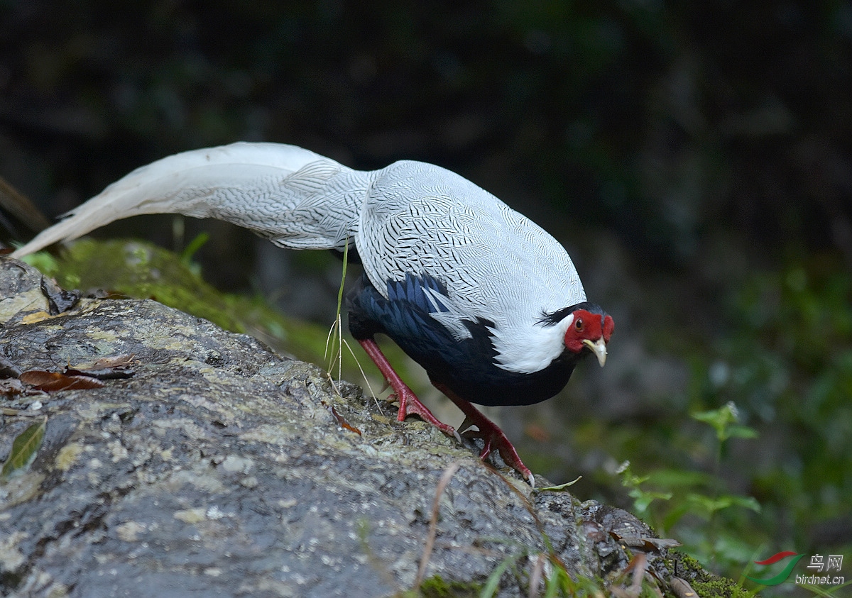 白鷳- 林鳥版 鳥網