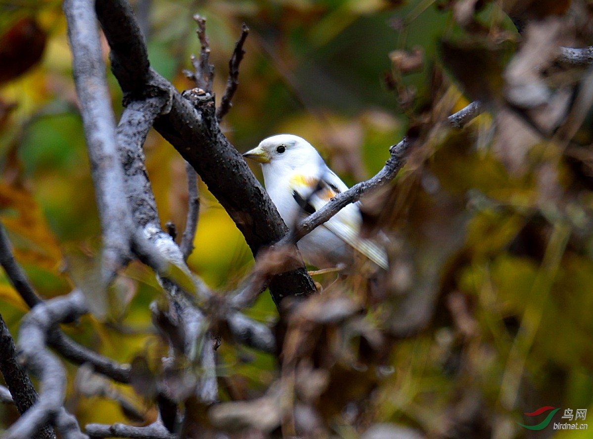 罕见--白燕雀 - 林鸟版 鸟网