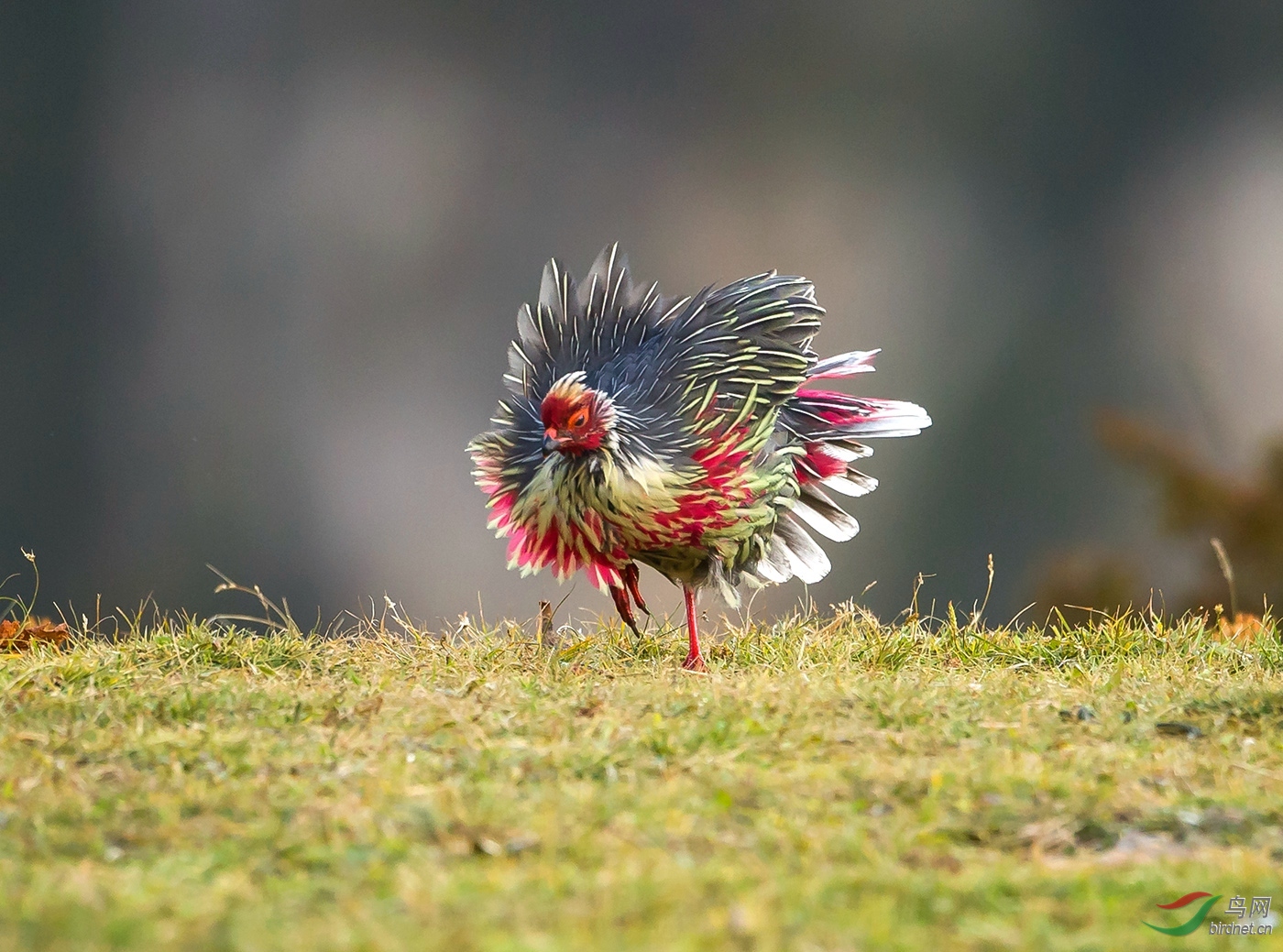西藏特产―――翻毛鸡(获首页会员鸟类精华)