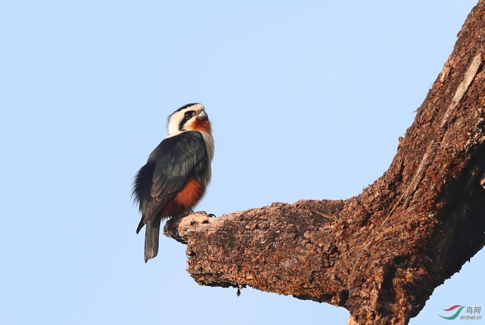 红腿小隼 - 猛禽版 鸟网