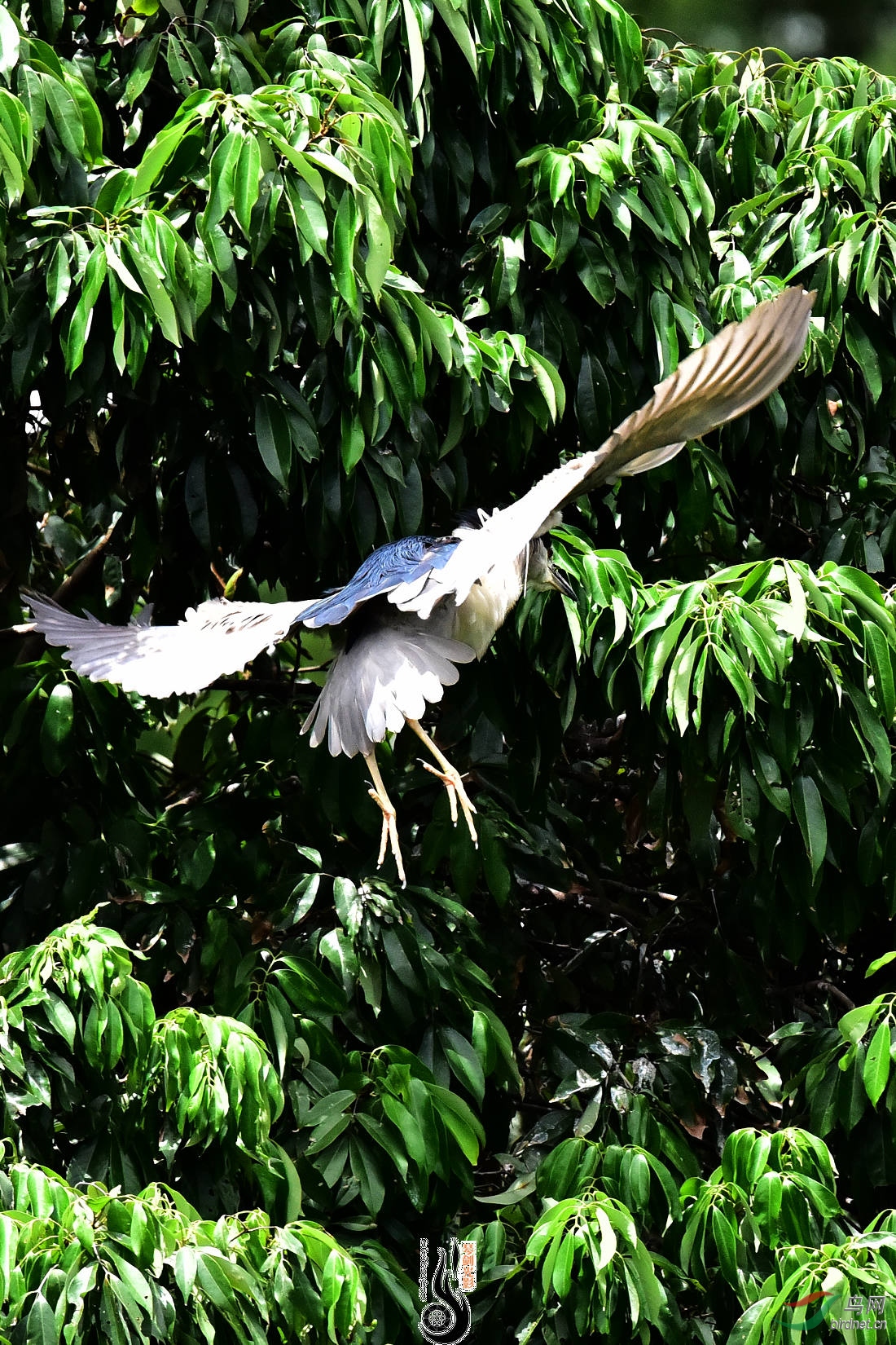 DSC_4850.JPG