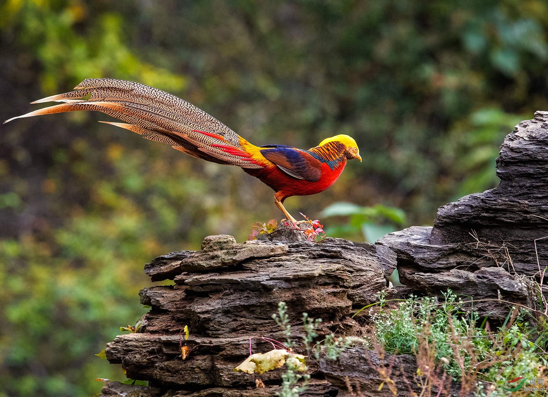 红腹锦鸡