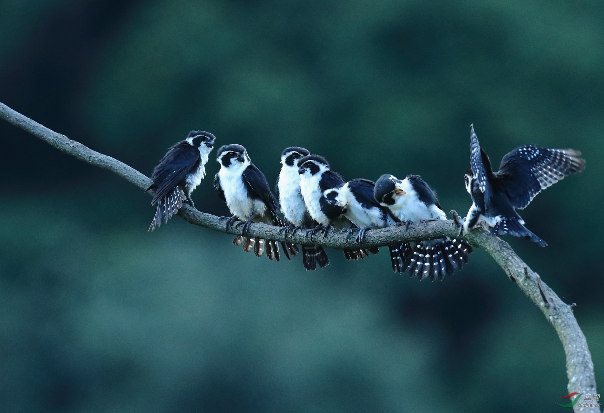 《七只熊猫鸟》