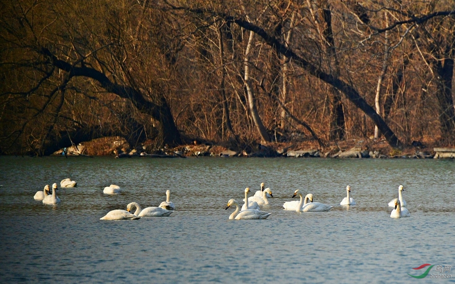 草木谷子:北京的天鹅湖 ( 祝贺荣获首页图文精华 )