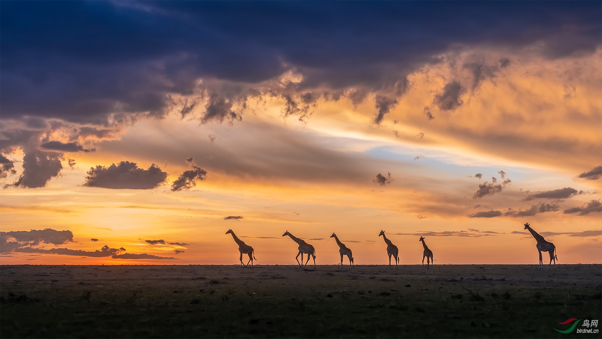 马赛马拉暮色下的长颈鹿(荣获首页动物精华)