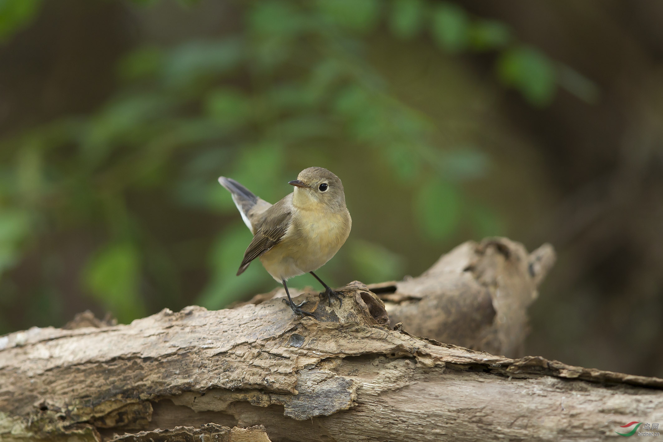 红胸姬鹟 - 上海版 shanghai 鸟网