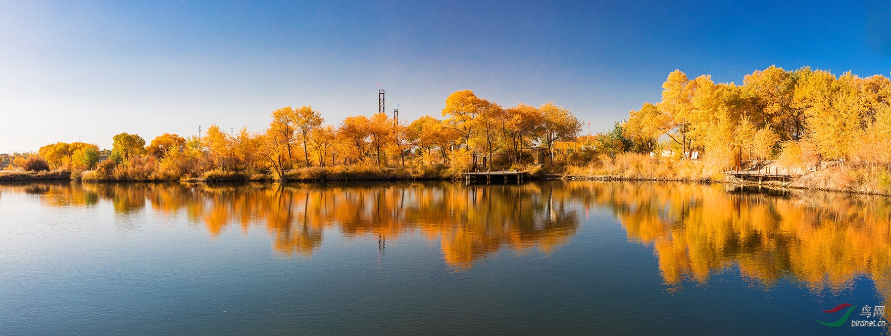 南疆行泽普金胡杨