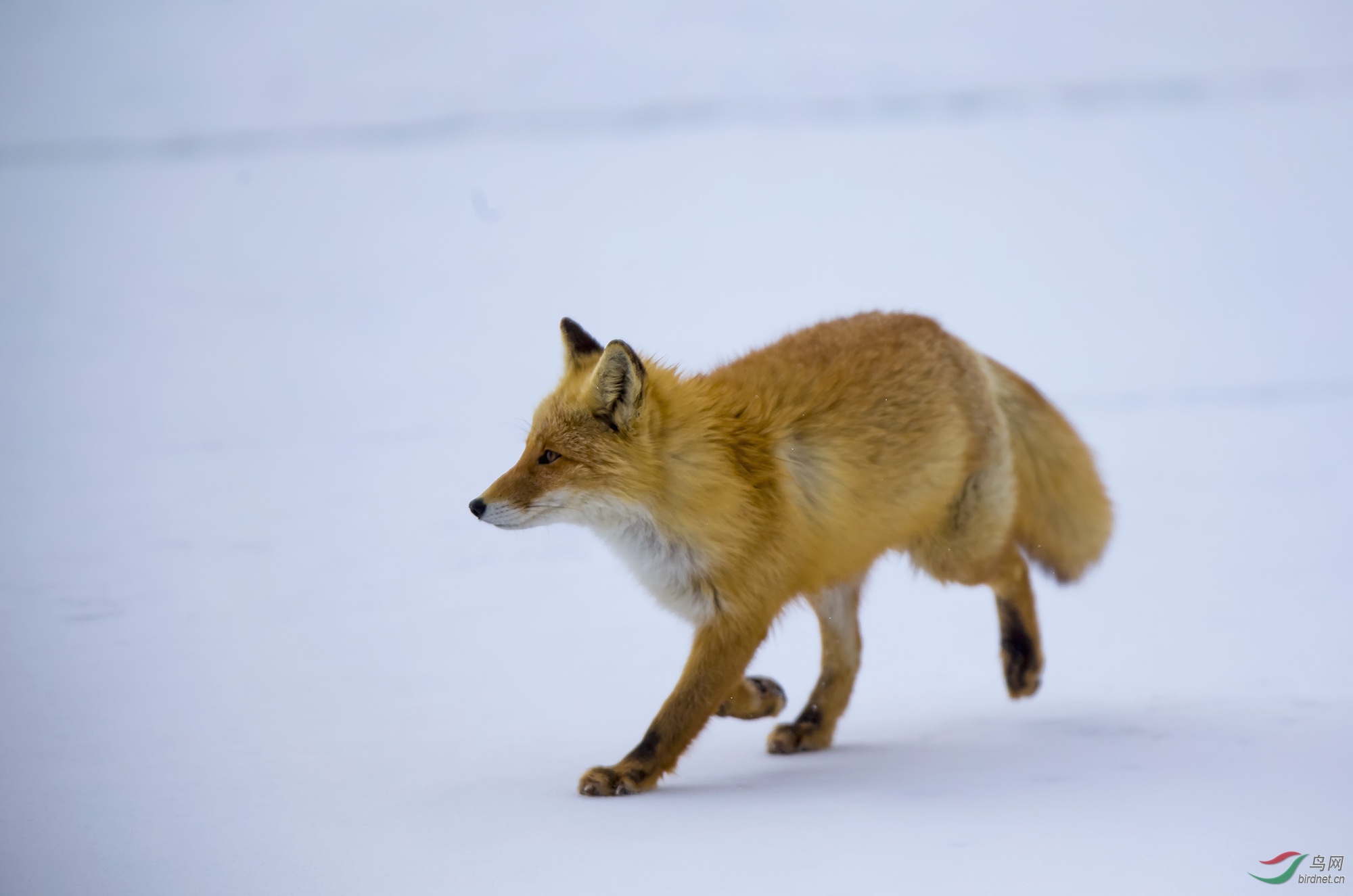 奔跑——狐狸