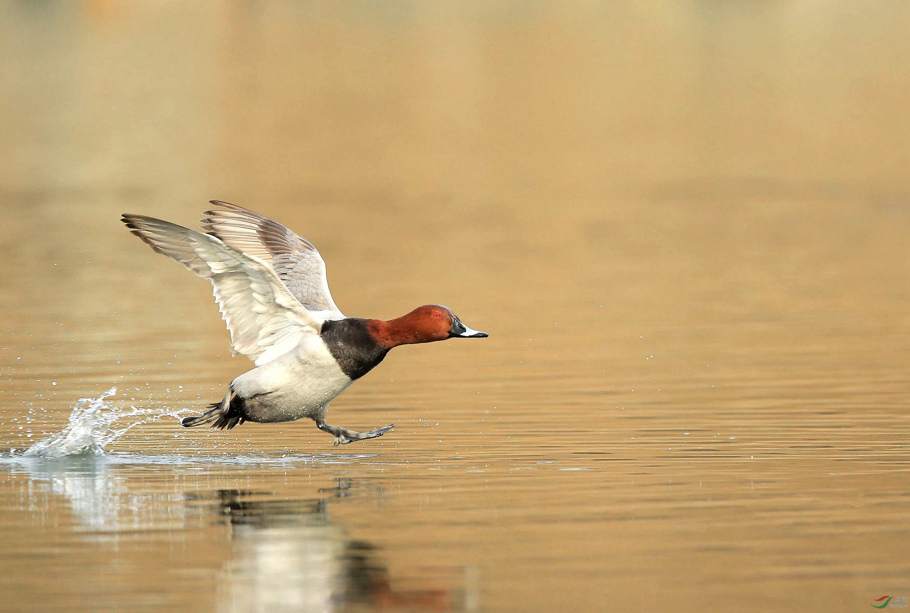 狂奔红头潜鸭